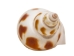 Babylonia Aerolata Shells 0.50"-0.75" (1 kg or 2.2 lbs)   - 2HS-3254K-KG (Y3KRU)