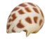 Babylonia Aerolata Shells 1"-2" (gallon)  - 2HS-3254S-GA (Y3KRU)