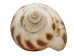 Babylonia Aerolata Shells 1"-2" (gallon)  - 2HS-3254S-GA (Y3KRU)
