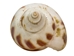Babylonia Aerolata Shells 1"-2" (gallon)  - 2HS-3254S-GA (Y3K)