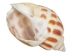 Babylonia Aerolata Shells 1"-2" (gallon)  - 2HS-3254S-GA (Y3KRU)