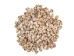 Babylonia Aerolata Shells 1"-2" (gallon)  - 2HS-3254S-GA (Y3KRU)