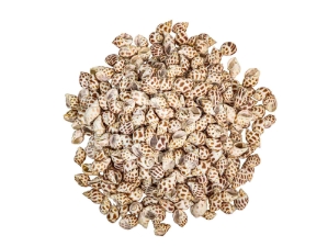 Babylonia Aerolata Shells 1"-2" (gallon)  