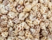 Babylonia Aerolata Shells 1"-2" (gallon)  - 2HS-3254S-GA (Y3KRU)