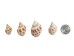 Babylonia Aerolata Shells 1"-2" (gallon)  - 2HS-3254S-GA (Y3KRU)