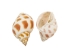 Babylonia Aerolata Shells 1"-2" (gallon)  - 2HS-3254S-GA (Y3KRU)