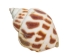 Babylonia Aerolata Shells 1"-2" (gallon)  - 2HS-3254S-GA (Y3KRU)