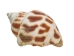 Babylonia Aerolata Shells 1"-2" (gallon)  - 2HS-3254S-GA (Y3KRU)