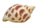 Babylonia Aerolata Shells 1"-2" (gallon)  - 2HS-3254S-GA (Y3KRU)