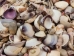 Small Indian Shell Mix 0.25"-1" (1 kg or 2.2 lbs)   - 2HS-3262K-KG (Y3K)