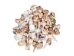 Large Indian Shell Mix 1"-3" (1 kg or 2.2 lbs)    - 2HS-3263K-KG (Y3K)