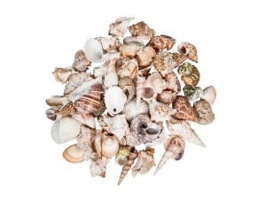 Large Indian Shell Mix 1"-3" (1 kg or 2.2 lbs)    