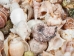 Large Indian Shell Mix 1"-3" (1 kg or 2.2 lbs)    - 2HS-3263K-KG (Y3K)