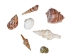 Large Indian Shell Mix 1"-3" (1 kg or 2.2 lbs)    - 2HS-3263K-KG (Y3K)