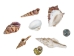 Large Indian Shell Mix 1"-3" (1 kg or 2.2 lbs)    - 2HS-3263K-KG (Y3K)