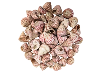 Strawberry Cone Top Shells Shells 2"-2.5" (gallon)    