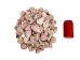 Strawberry Cone Top Shells Shells 2"-2.5" (gallon)    - 2HS-3274-GA (Y3K)
