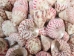 Strawberry Cone Top Shells Shells 2"-2.5" (gallon)    - 2HS-3274-GA (Y3K)