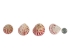 Strawberry Cone Top Shells Shells 2"-2.5" (gallon)    - 2HS-3274-GA (Y3K)