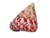 Strawberry Cone Top Shells Shells 2"-2.5" (gallon)    - 2HS-3274-GA (Y3K)