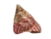 Strawberry Cone Top Shells Shells 2"-2.5" (gallon)    - 2HS-3274-GA (Y3K)