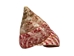 Strawberry Cone Top Shells Shells 2"-2.5" (gallon)    - 2HS-3274-GA (Y3K)