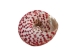 Strawberry Cone Top Shells Shells 2"-2.5" (gallon)    - 2HS-3274-GA (Y3K)