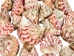 Strawberry Cone Top Shells 2"-2.50" (1 kg or 2.2 lbs)  - 2HS-3274K-KG (Y3K)