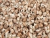 Strawberry Cone Top Shells 2"-2.50" (1 kg or 2.2 lbs)  - 2HS-3274K-KG (Y3K)