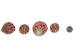 Strawberry Cone Top Shells 2"-2.50" (1 kg or 2.2 lbs)  - 2HS-3274K-KG (Y3K)