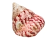 Strawberry Cone Top Shells 2"-2.50" (1 kg or 2.2 lbs)  - 2HS-3274K-KG (Y3K)