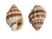 Strawberry Cone Top Shells 2"-2.50" (1 kg or 2.2 lbs)  - 2HS-3274K-KG (Y3K)