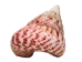 Strawberry Cone Top Shells 2"-2.50" (1 kg or 2.2 lbs)  - 2HS-3274K-KG (Y3K)