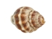 Strawberry Cone Top Shells 2"-2.50" (1 kg or 2.2 lbs)  - 2HS-3274K-KG (Y3K)