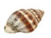 Strawberry Cone Top Shells 2"-2.50" (1 kg or 2.2 lbs)  - 2HS-3274K-KG (Y3K)