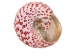 Strawberry Cone Top Shells 2"-2.50" (1 kg or 2.2 lbs)  - 2HS-3274K-KG (Y3K)