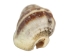 Strawberry Cone Top Shells 2"-2.50" (1 kg or 2.2 lbs)  - 2HS-3274K-KG (Y3K)