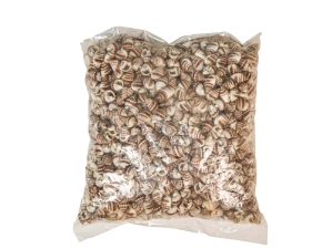 Strawberry Cone Top Shells 2"-2.50" (1 kg or 2.2 lbs)  