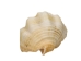 Cancelleria Undulata Shells 1"-1.50" (1 kg or 2.2 lbs) - 2HS-3288-KG (Y3K)