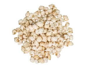 Cancelleria Undulata Shells 1"-1.50" (1 kg or 2.2 lbs) 