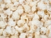 Cancelleria Undulata Shells 1"-1.50" (1 kg or 2.2 lbs) - 2HS-3288-KG (Y3K)