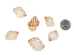 Cancelleria Undulata Shells 1"-1.50" (1 kg or 2.2 lbs) - 2HS-3288-KG (Y3K)