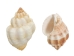 Cancelleria Undulata Shells 1"-1.50" (1 kg or 2.2 lbs) - 2HS-3288-KG (Y3K)