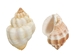 Cancelleria Undulata Shells 1"-1.50" (1 kg or 2.2 lbs) - 2HS-3288-KG (9UL5)