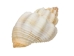 Cancelleria Undulata Shells 1"-1.50" (1 kg or 2.2 lbs) - 2HS-3288-KG (Y3K)
