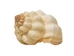 Cancelleria Undulata Shells 1"-1.50" (1 kg or 2.2 lbs) - 2HS-3288-KG (9UL5)