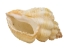 Cancelleria Undulata Shells 1"-1.50" (1 kg or 2.2 lbs) - 2HS-3288-KG (Y3K)
