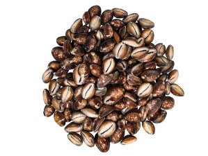 Snakehead Cowrie Shells 1"-1.50" (1 kg or 2.2 lbs)   cowry shells