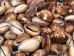 Snakehead Cowrie Shells 1"-1.50" (1 kg or 2.2 lbs)   - 2HS-3289K-KG (Y3K)