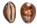 Snakehead Cowrie Shells 1"-1.50" (1 kg or 2.2 lbs)   - 2HS-3289K-KG (Y3K)